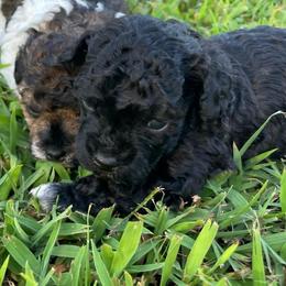 Boots - Black male Poodle puppy in Bee Branch, Arkansas from Scroggins Creek Doodles