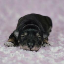Willow - Salt and pepper female Miniature Schnauzer puppy in Ely, Nevada from Great Basin Miniature Schnauzers