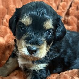 Koda - Black phantom female Aussiedoodle puppy in Oak Ridge, North Carolina from Just Wright Doodles