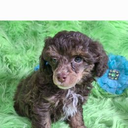 Eli - Phantom male Poodle puppy in Emory, Texas from Mel's Wags & Kisses
