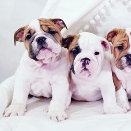 English Bulldog Puppies from LydyBug Bulldogs