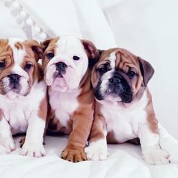 English Bulldog Puppies from LydyBug Bulldogs
