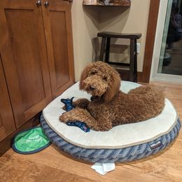 Goldendoodle All Grown Up from Dawnie’s Doodles