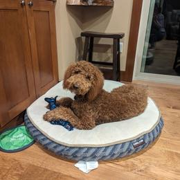 Goldendoodle All Grown Up from Dawnie’s Doodles