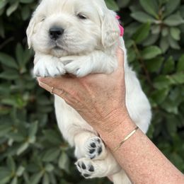 Golden Retriever Puppies from Sanctuary Ranch Goldens