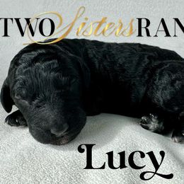 Lucy - female Newfypoo puppy in Jackson, Missouri from Two Sisters Ranch, LLC