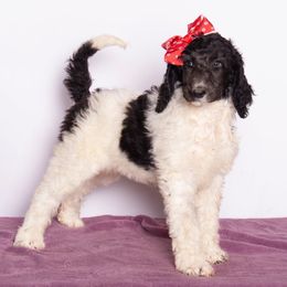 Fred's Girl - Parti female Poodle puppy in Meadowbrook, California from Standard Poodle Pups