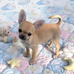 Finley - Fawn male Chihuahua puppy in Cape Coral, Florida from Inspired Chihuahuas