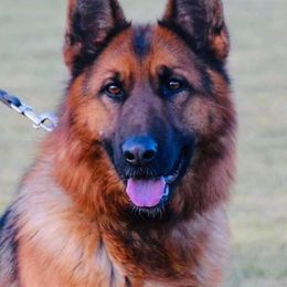 Massa - German Shepherd