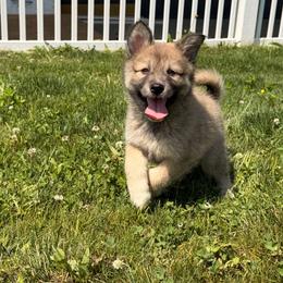 Cinnamon - female Nenets Herding Laika puppy in Rockville, Maryland from Skais the Limit