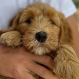 Buttercup - Apricot female Australian Labradoodle puppy in Riverside, California from Sycamore Canyon Labradoodle