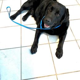 Lola - Labrador Retriever