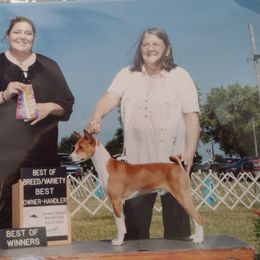 Basenji All Grown Up from WayCon kennels