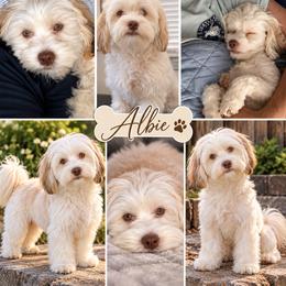 Albie - Havanese