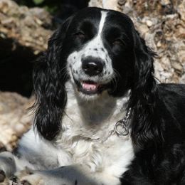 English Springer Spaniels from California & Idaho Springer