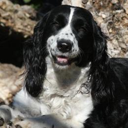 English Springer Spaniels from California & Idaho Springer