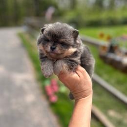 Basil - Blue and tan male Pomeranian puppy in Buck Valley, Pennsylvania from Buck Valley Pomeranians