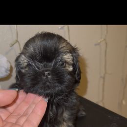 Phoebe - Gold female Shih Tzu puppy in Madera Acres, California from California Shih Tzu’s