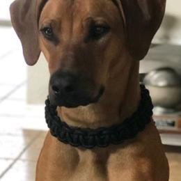 Rosie - Rhodesian Ridgeback