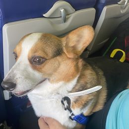 Sprocket  - Pembroke Welsh Corgi