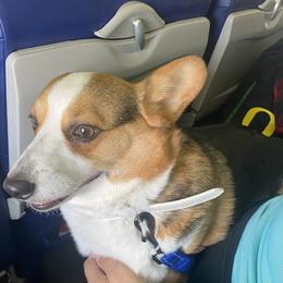 Sprocket  - Pembroke Welsh Corgi