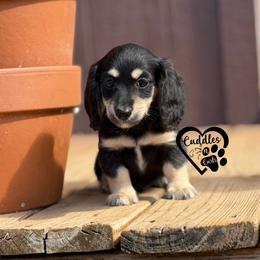 Hank - Black and cream male Dachshund puppy in Nashville, Arkansas from Cuddles n Curls