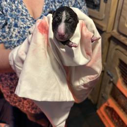 Girl 2 - Black female Greyhound puppy in Mesa, Arizona from ARK Kennels