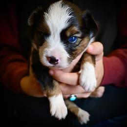 Lorena - Black tri female Miniature American Shepherd puppy in Valley Springs, California from Raindance Ranch