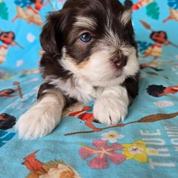 Oak - Chocolate male Havanese puppy in Mason City, Iowa from Hoku Havanese