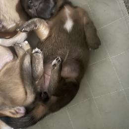 Dachshund Puppies from Wicburg’s Wieners