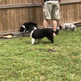 Shetland Sheepdog Puppies from Landers Majestic Shetland Sheepdogs