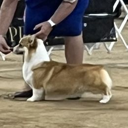 Zee - Pembroke Welsh Corgi