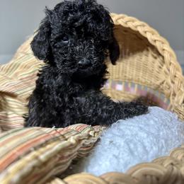 Girl 2 - Black female Poodle puppy in Rockvale, Tennessee from Cosmic Chinese Cresteds & Wind-Echo Poodles