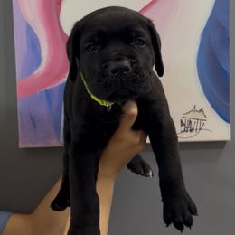 Black male - Black brindle male Cane Corso puppy in Clewiston, Florida from Far From Average Kennels