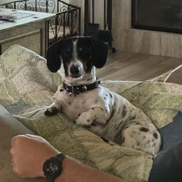 Dachshund All Grown Up from Mini Me Miniatures