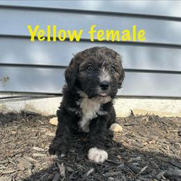 Yellow - female Bernedoodle puppy in Delton, Michigan from Rocky Top Acres