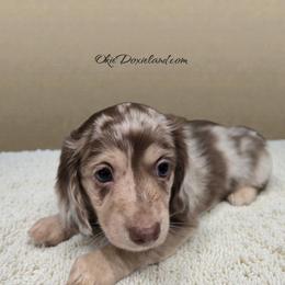 Bingo - Chocolate and cream male Dachshund puppy in Oklahoma City, Oklahoma from OkieDoxieland Dachshunds