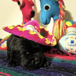 Purple Collar - Black Labrador Retriever puppy in Somerset, California from Cantina Labs and Cavs