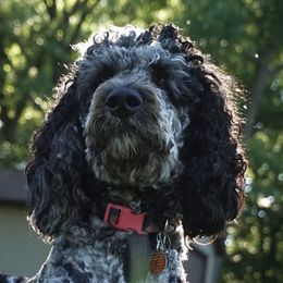 Goldendoodles from Doodles 4 Decades