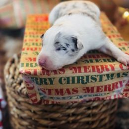Trix x Latch - Girl 5 - Blue Merle - White and blue merle female Border Collie puppy in Minden, Iowa from Rocking N Registered Border Collies & Labradors