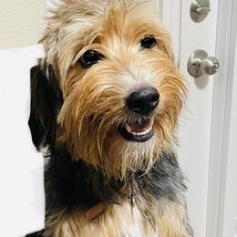 Bernedoodles, Double Doodles, Goldendoodles, and Yorkshire Terriers from Precious Paws
