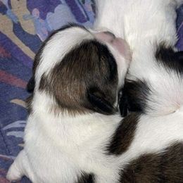 Shih Tzus from ❤️🐾Shihtzu