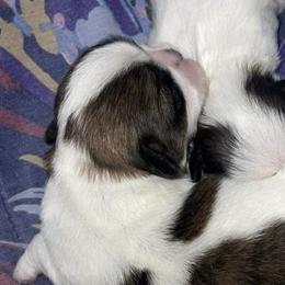 Shih Tzus from ❤️🐾Shihtzu