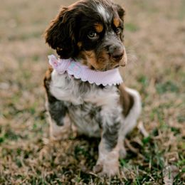 English Springer Spaniel Puppies from Hidden Valley Springers