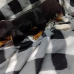 Dachshund Puppies from Small Paws Kennel