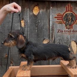 Slink - Dachshund