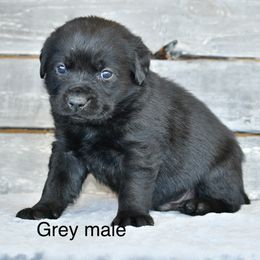 Grey male - Black male Labrador Retriever puppy in Mississippi from Sure Shot English Labs