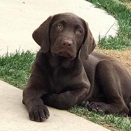 Labrador Retriever Puppies from Labrador emPAWrium