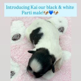 Kai - Black and white male Shih Tzu puppy in Goodyear, Arizona from Arizona Sunrise Shih Tzus