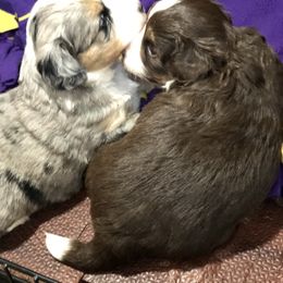 Aussiedoodle Puppies from Ohana Companions